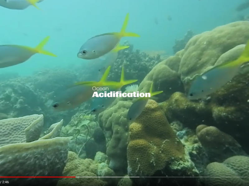 Texas A&M University Palau research ocean acidification